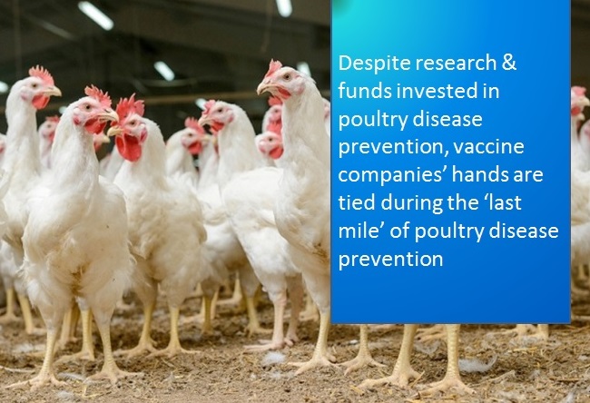 You are currently viewing Last mile poultry disease prevention. What's missing?